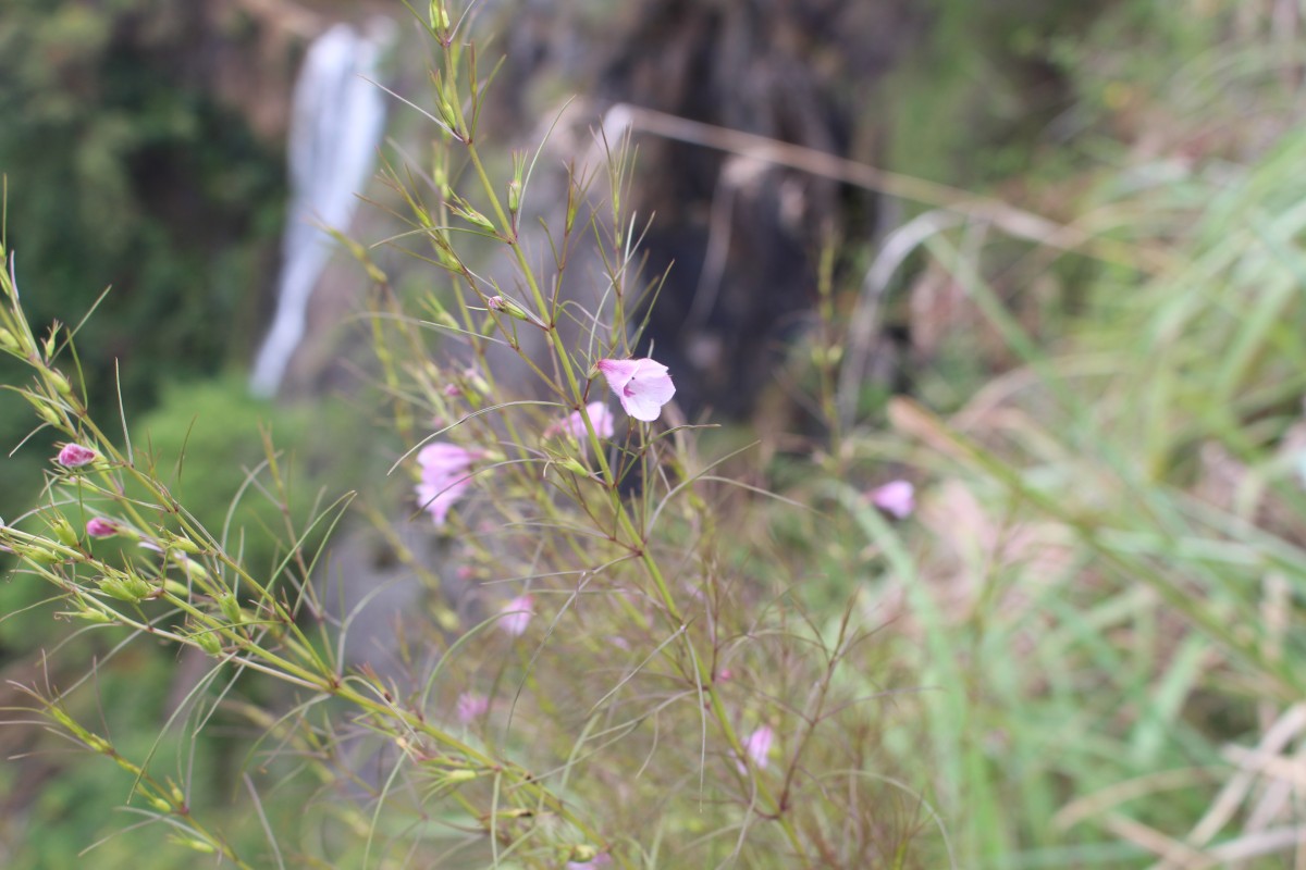 Parasopubia delphiniifolia (L.) H.-P.Hofm. & Eb.Fisch.